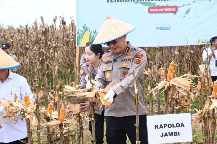 Kapolda Jambi saat penen jagung raya di Tanjabtim. (Foto : ist)