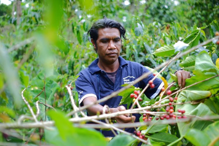 Petani Desa Sejahtera Astra Bajawa tengah memanen biji kopi merah yang telah matang sempurna di kebun kopi dataran tinggi Flores. Warna merah pada biji menandakan kualitas terbaik yang siap diolah menjadi kopi Bajawa dengan cita rasa khas dan aroma yang kuat. (Foto : ist)