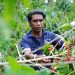 Petani Desa Sejahtera Astra Bajawa tengah memanen biji kopi merah yang telah matang sempurna di kebun kopi dataran tinggi Flores. Warna merah pada biji menandakan kualitas terbaik yang siap diolah menjadi kopi Bajawa dengan cita rasa khas dan aroma yang kuat. (Foto : ist)