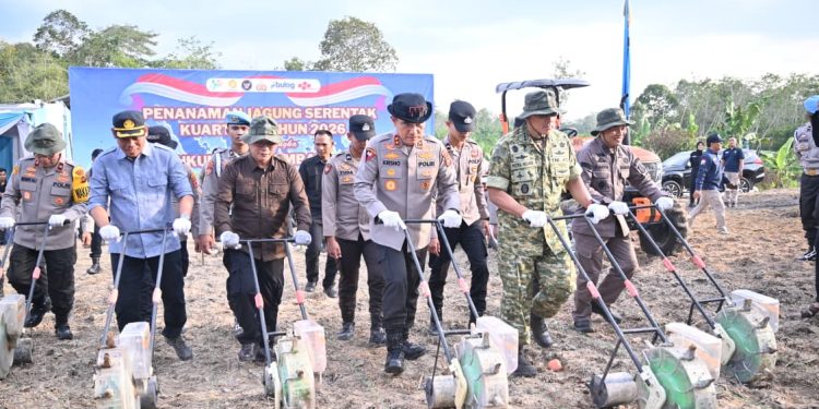 Dukung Ketahanan Pangan Nasional, Polda Jambi Gelar Tanam Jagung Raya Serentak Kuartal I Tahun 2026. (Foto : ist)