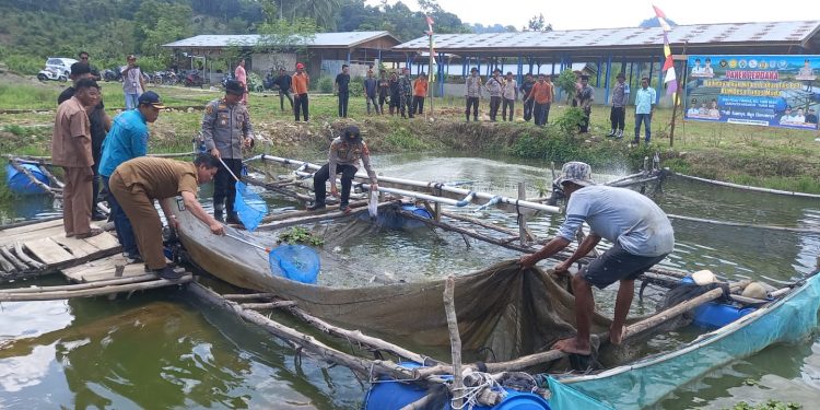 Polisi Hadir Membawa Solusi, Kapolsek Tabir Ulu Inisiasi Pemanfaatan Lahan Eks Tambang Jadi Produktif. (Foto : ist)