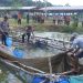 Polisi Hadir Membawa Solusi, Kapolsek Tabir Ulu Inisiasi Pemanfaatan Lahan Eks Tambang Jadi Produktif. (Foto : ist)
