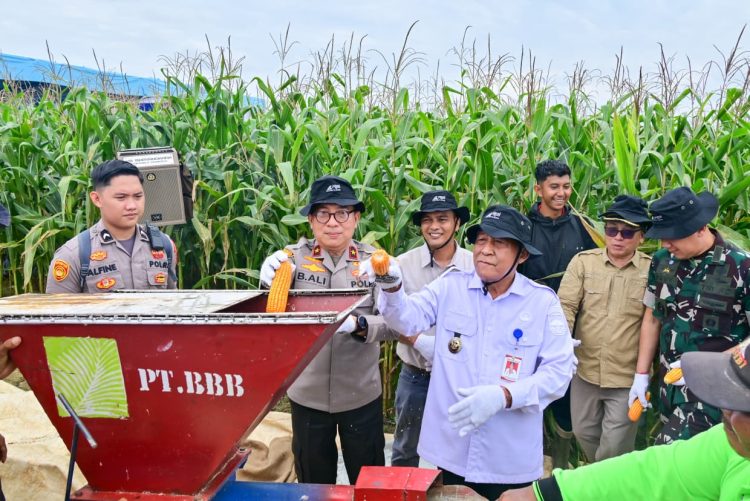 Polda Jambi Gelar Panen Raya Jagung Serentak Kuartal II 2026, Dukung Program Ketahanan Pangan Nasional. (Foto : ist)