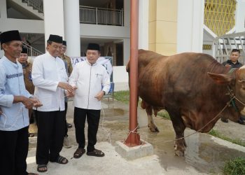 Gubernur Al Haris Serahkan Sapi Kurban Presiden Prabowo Seberat 930 Kilogram di Jambi. (Foto : ist)
