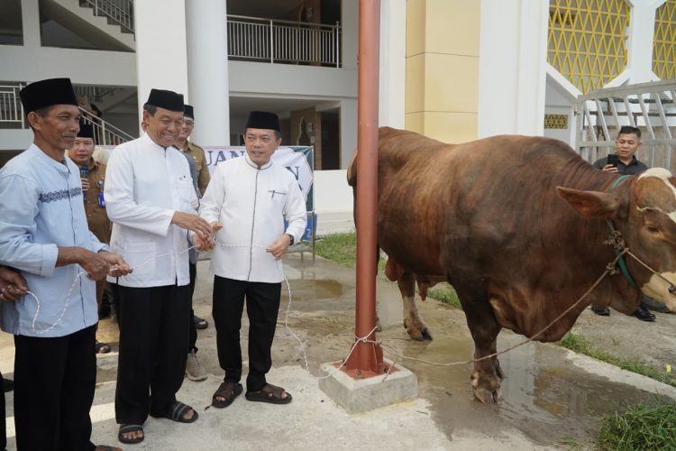 Gubernur Al Haris Serahkan Sapi Kurban Presiden Prabowo Seberat 930 Kilogram di Jambi. (Foto : ist)