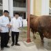 Gubernur Al Haris Serahkan Sapi Kurban Presiden Prabowo Seberat 930 Kilogram di Jambi. (Foto : ist)