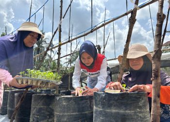 Perwakilan manajemen Pertamina EP Rantau Field bersama anggota Kelompok Tani Melon Mutiara menanam bibit melon di polybag di kebun kelon, Tanjung Seumantoh, Karang Baru, Aceh Tamiang. 
Ratusan batang Melon Golden Alisha tumbuh di atas lahan tiga rante (sekitar 1200 meter persegi). (Foto : ist)