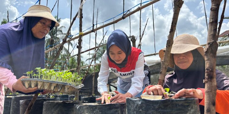 Perwakilan manajemen Pertamina EP Rantau Field bersama anggota Kelompok Tani Melon Mutiara menanam bibit melon di polybag di kebun kelon, Tanjung Seumantoh, Karang Baru, Aceh Tamiang. 
Ratusan batang Melon Golden Alisha tumbuh di atas lahan tiga rante (sekitar 1200 meter persegi). (Foto : ist)