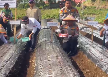 Dukung Ketahanan Pangan Nasional, Polda Jambi Laksanakan Penanaman Bawang Putih di Kayu Aro. (Foto : ist)
