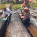 Dukung Ketahanan Pangan Nasional, Polda Jambi Laksanakan Penanaman Bawang Putih di Kayu Aro. (Foto : ist)