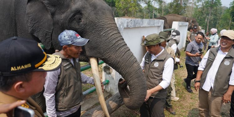 Dampingi Menhut Raja Juli, Al Haris Tinjau Konservasi Gajah dan Hutan Desa di Jambi. (Foto : ist)