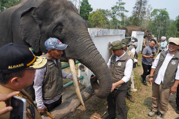 Dampingi Menhut Raja Juli, Al Haris Tinjau Konservasi Gajah dan Hutan Desa di Jambi. (Foto : ist)