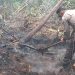 Polsek Mendahara Ulu Bersama Tim Gabungan Padamkan Karhutla di Area SUTET Pematang Rahim. (Foto : ist)